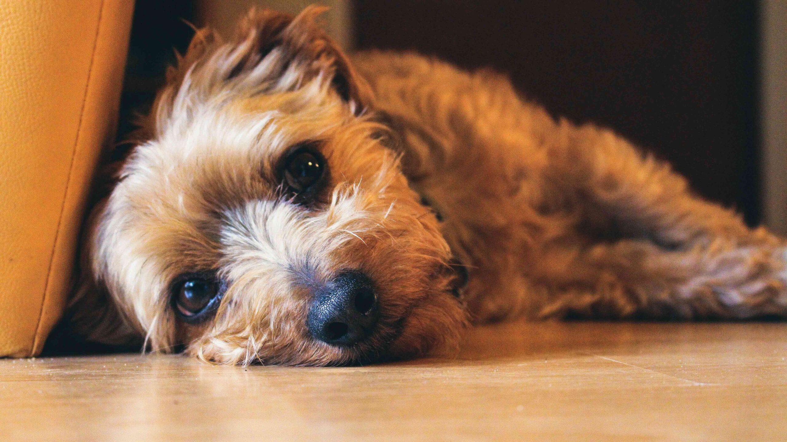 Is Your Pet Experiencing Pain? Here are Some Signs You Might Be Missing