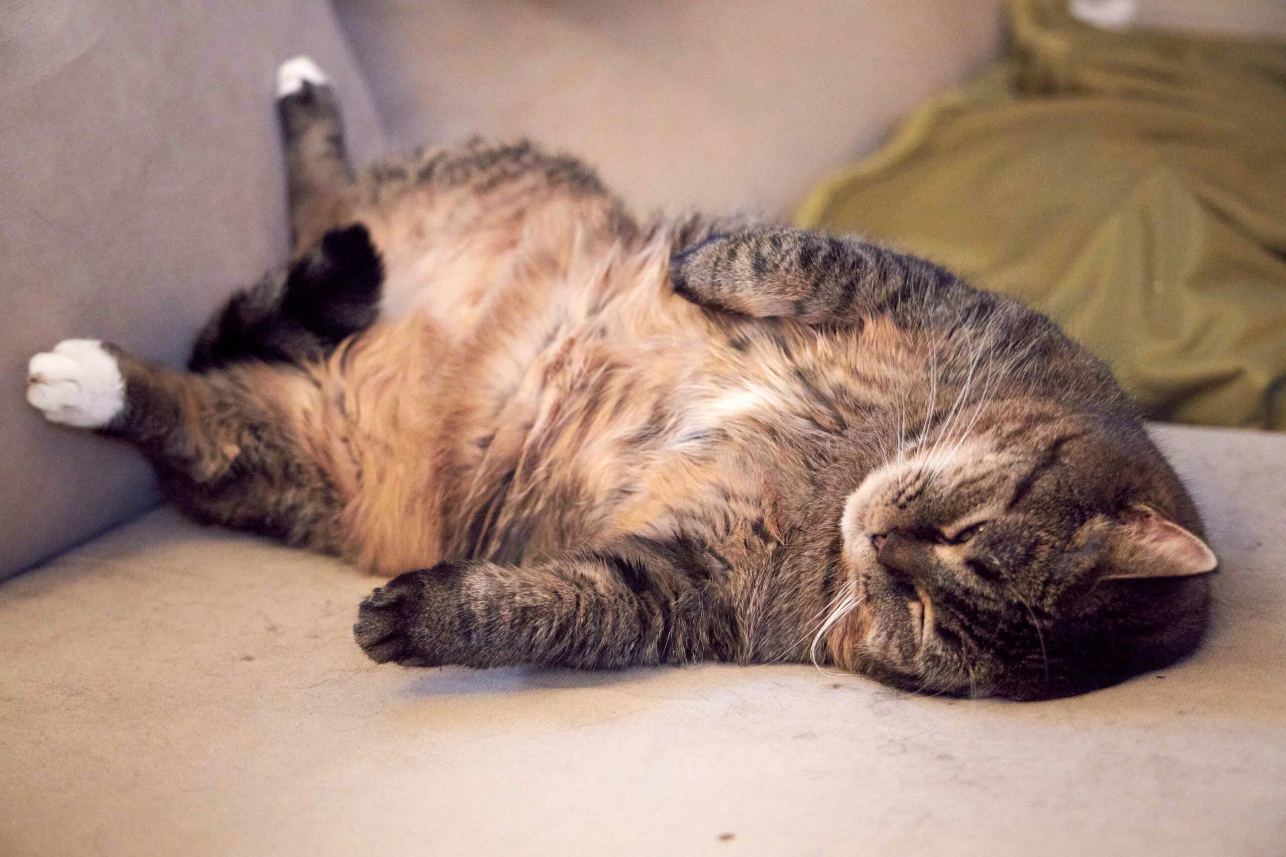 Nutrition & Weight Management