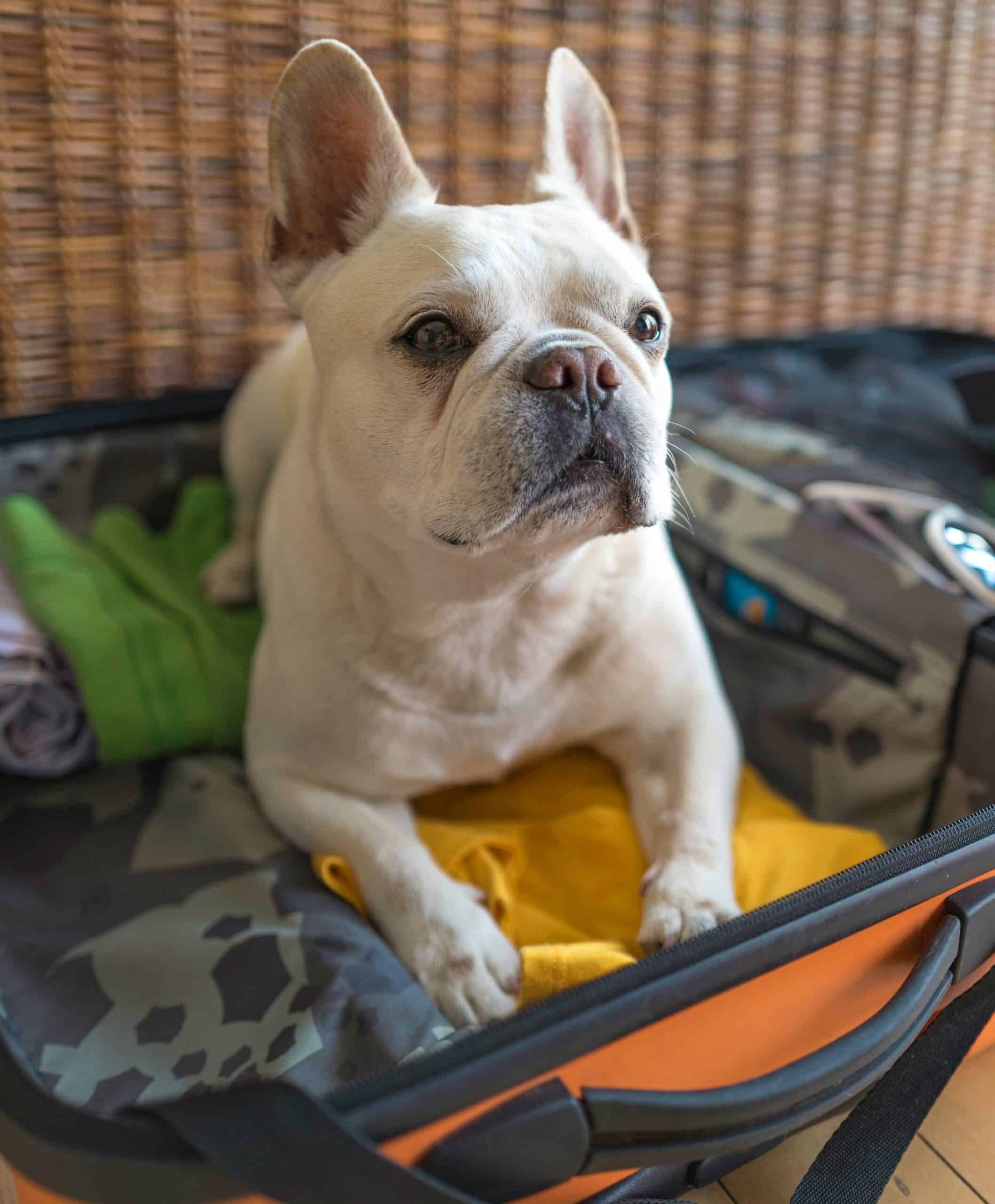 Our Health Certificate Services for Dogs & Cats