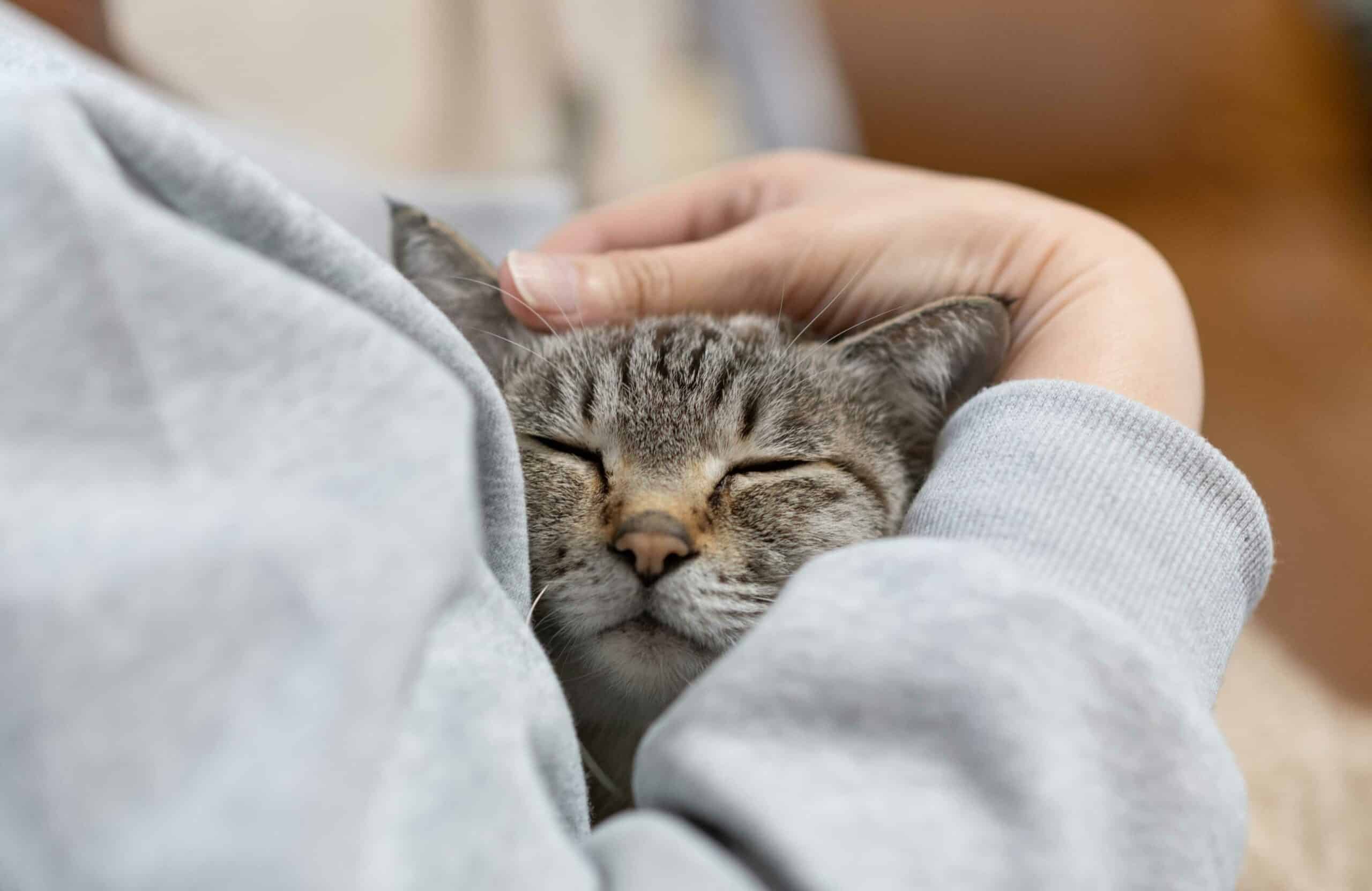 Signs Your Pet May Need Diagnostic Testing