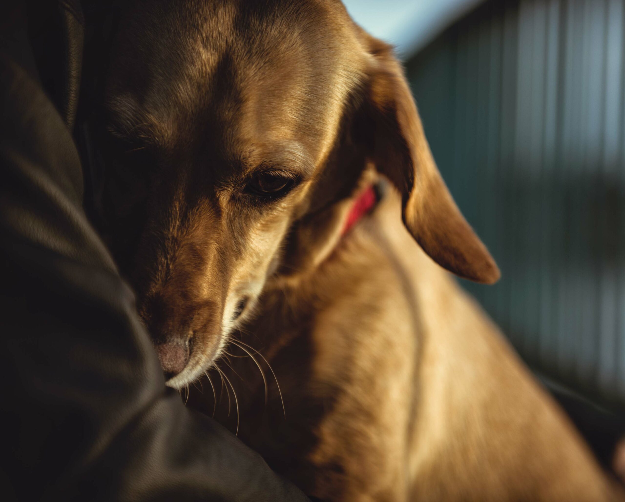 Supportive and Respectful End-of-Life Care