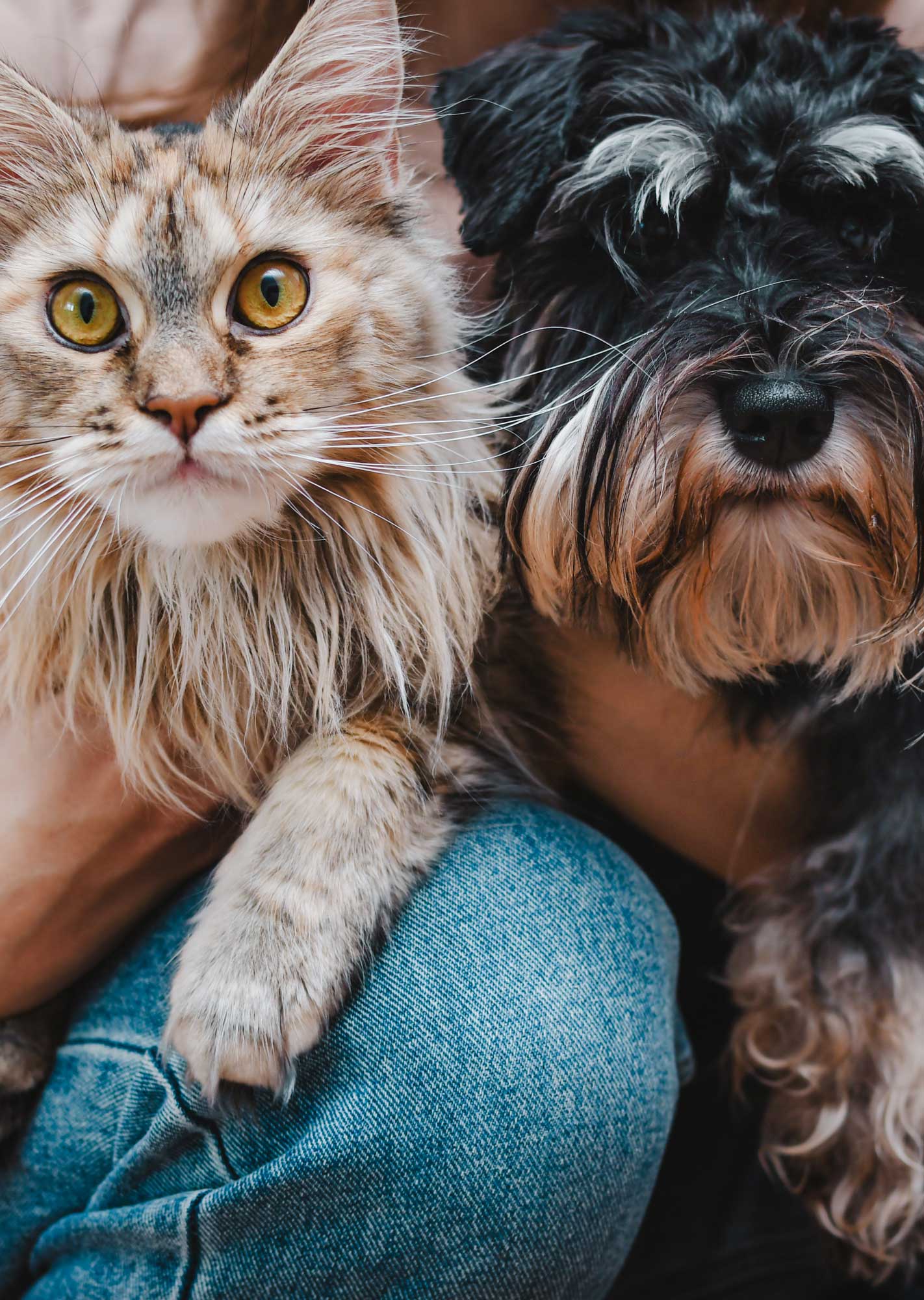 Testimonials Background Image section