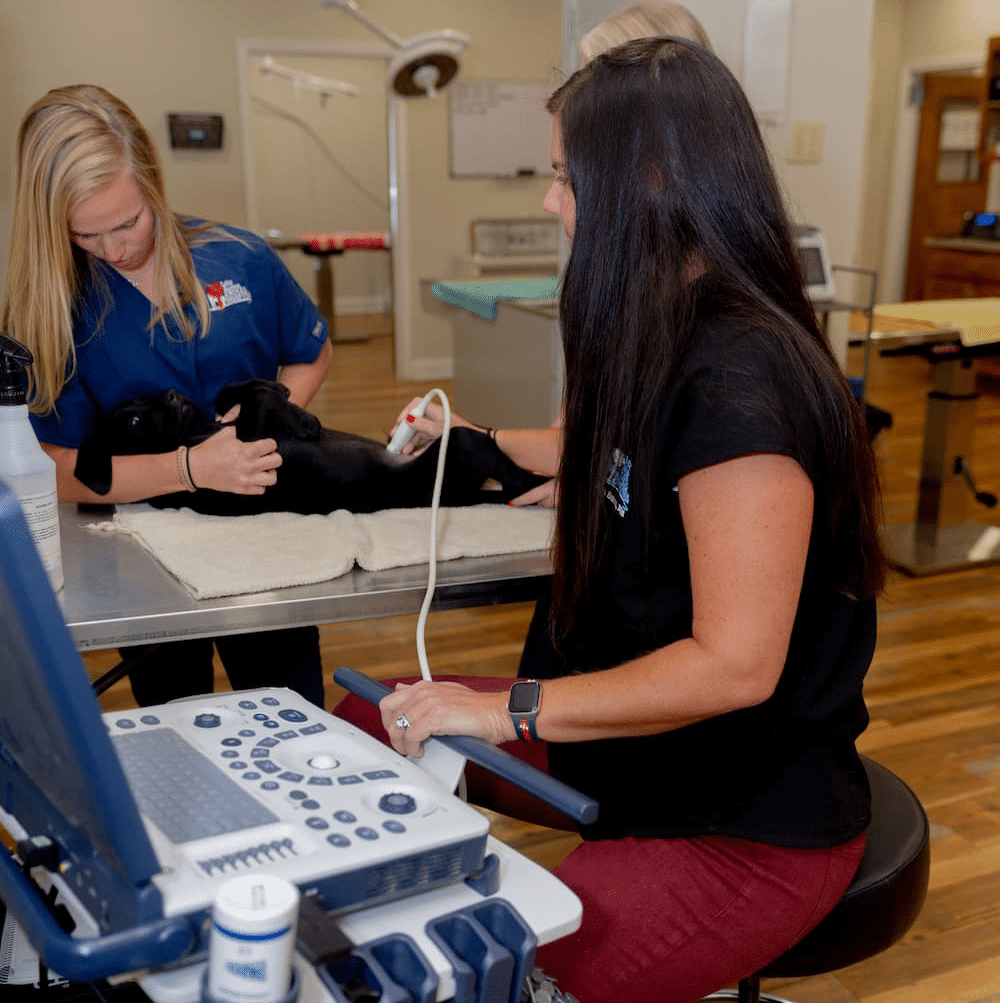 Veterinary Technician